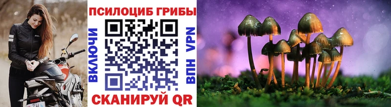 mega зеркало  купить наркотик  Кудрово  Галлюциногенные грибы мицелий 